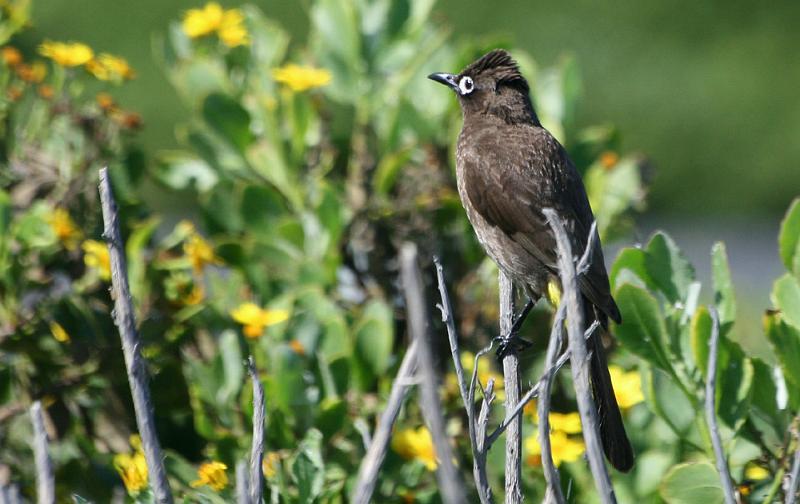 Kaapse tiptol.jpg - Kaapse Tiptol (Cape Bulbul)  Let op die wit om die oog.